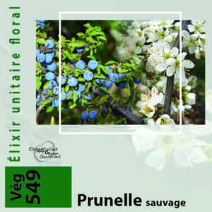 Élixir floral Prunelle sauvage