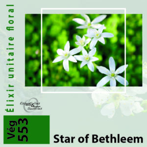 Élixir floral Star Of Bethleem