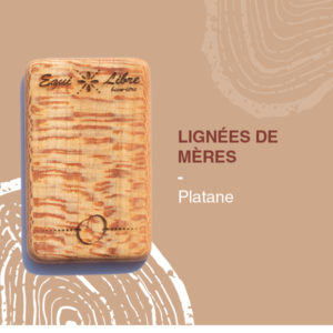 Lignée de mères – PLATANE