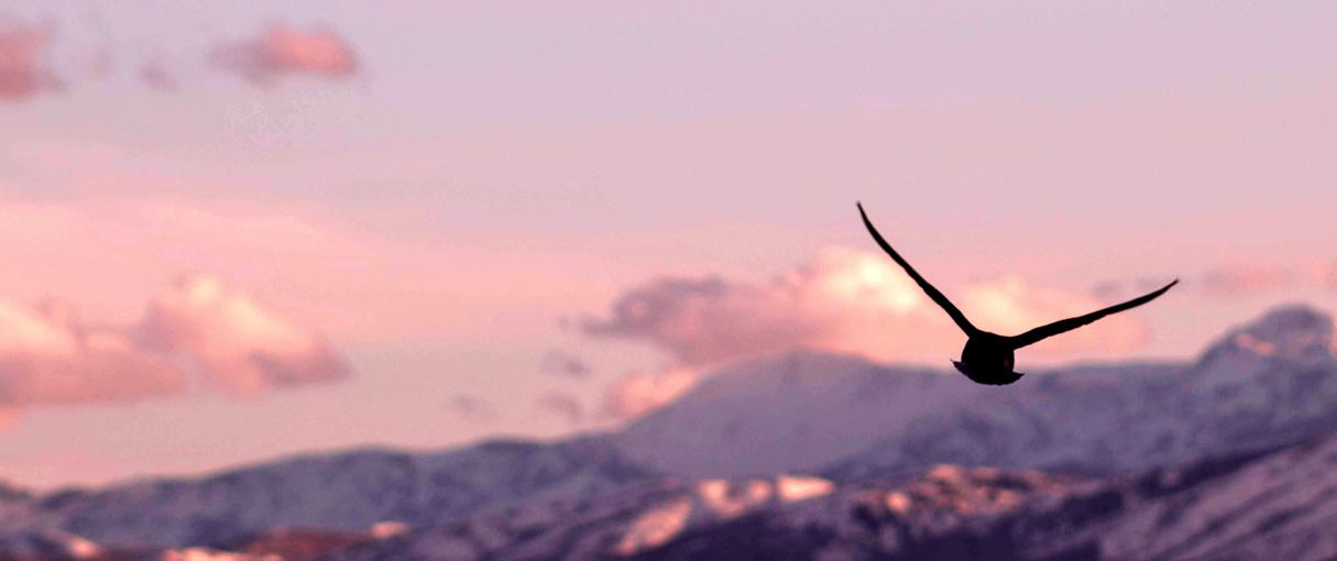 envol_1250x510 envol_1250x510